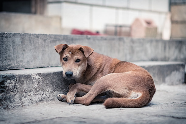 比格犬