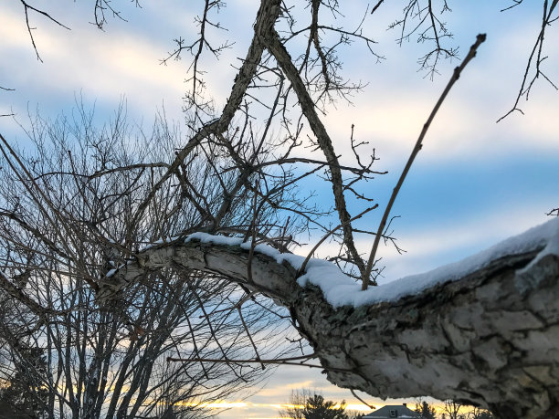 雪积在一棵大树上