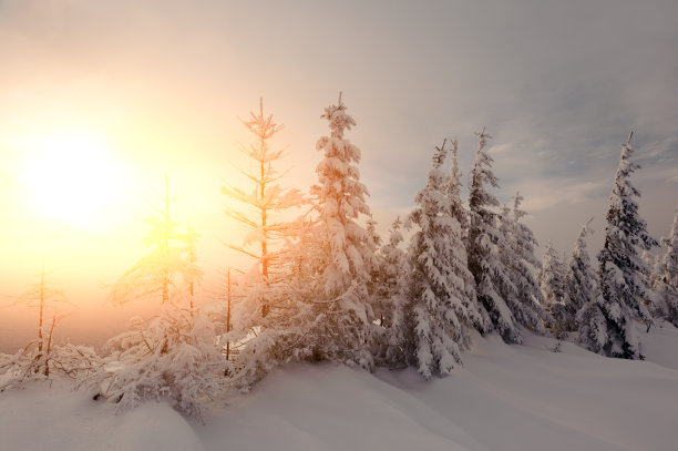 戏剧性的冬天景象与积雪的树木。