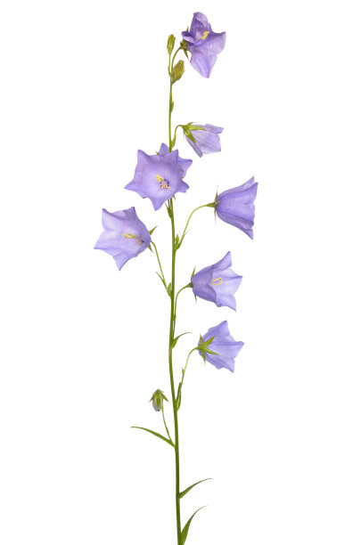 风铃草属