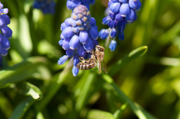 蜜蜂采集花蜜