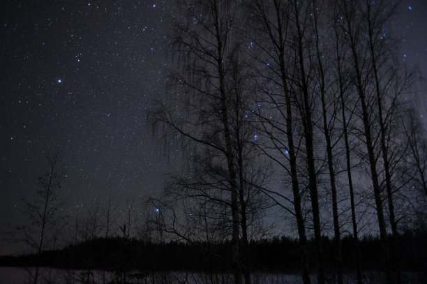 白桦树后面有星星的夜空