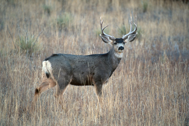 骡鹿放牧黄昏罗克斯堡州立公园科罗拉多州