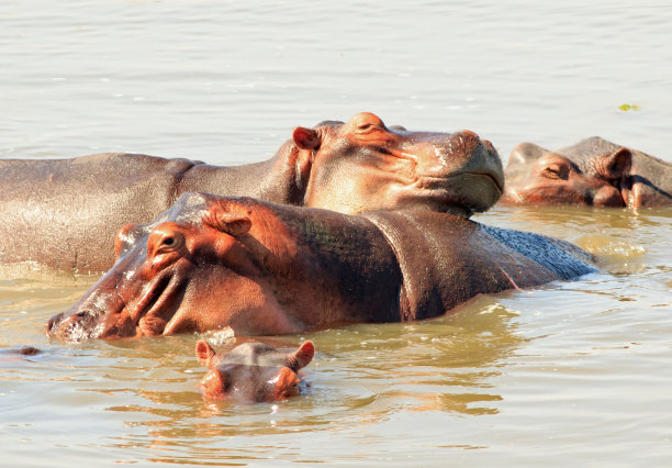 赞比亚卢安瓜河上，一只河马把头靠在另一只河马头上休息