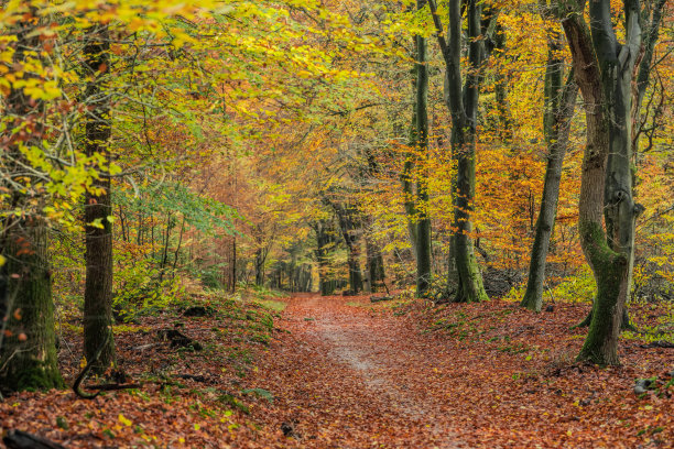 在秋叶颜色的森林里的小路
