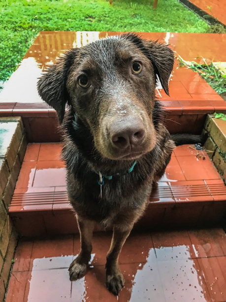 雨中的悲惨潮湿的年轻巧克力拉布拉多小狗