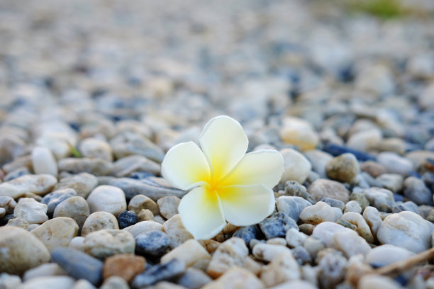 花簇