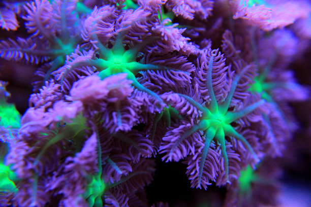 珊瑚