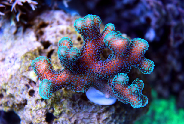 Styllophora sps珊瑚