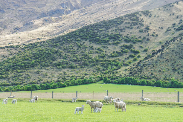 新西兰青山上的一群白色毛茸茸的绵羊