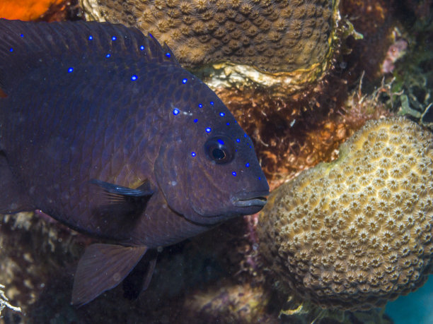 蓝黄雀鲷