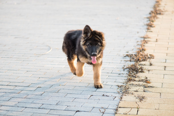 警犬