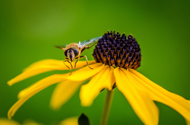 一只蜜蜂落在一朵黄花上
