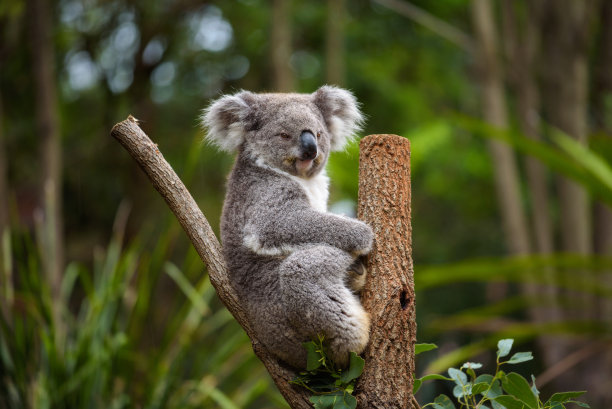 澳大利亚桉树上的考拉