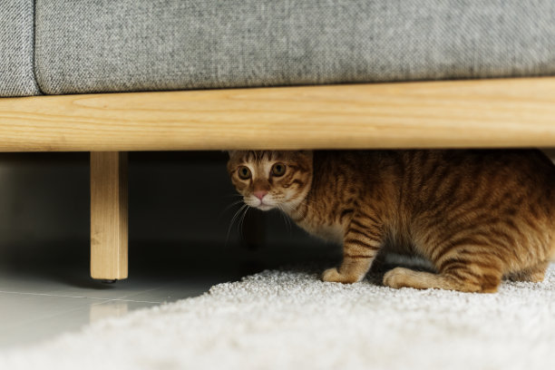 一只猫躲在沙发下面