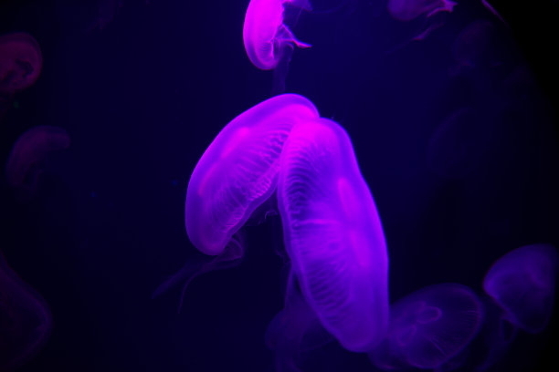 鱼缸