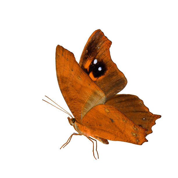 美丽的飞行橙色蝴蝶，普通的傍晚棕色在花哨的颜色充分伸展翅膀孤立在白色的背景