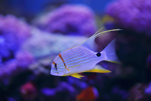 海葵
