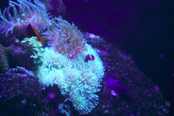 海葵