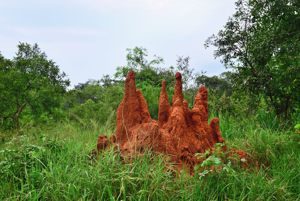 非洲巨大的红橙色白蚁丘