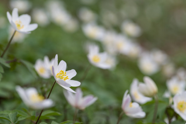 五叶银莲花