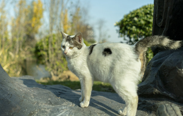 流浪猫摆着各种姿势