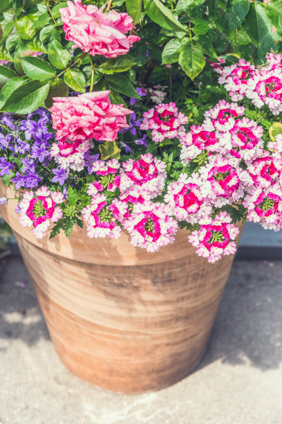 陶土容器与美丽的粉红色夏季花