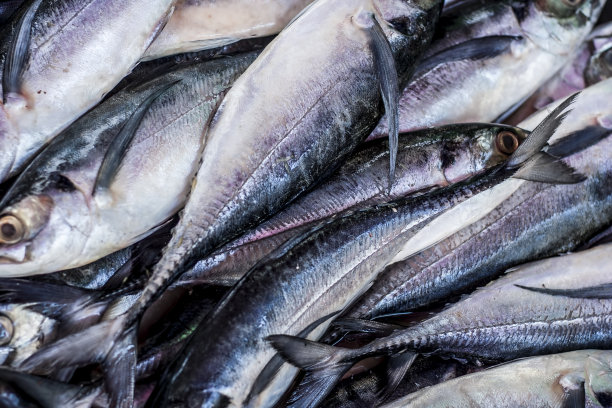 近距离拍摄鲭鱼,国王鲭鱼在市场.