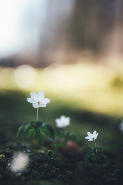 五叶银莲花