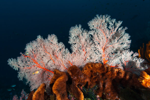 Indopacific Ocean