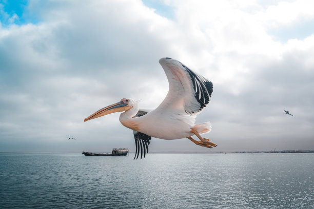 沃尔维斯湾