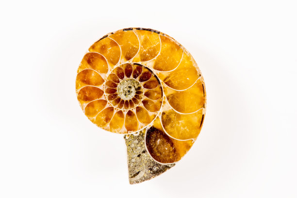 菊石