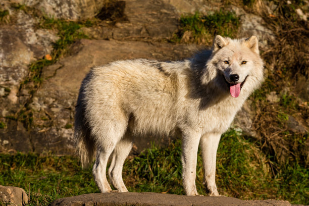 北极狼，摄于加拿大魁北克省北部的深秋。