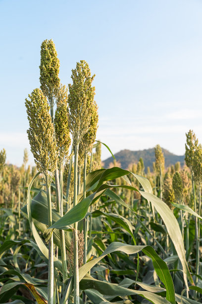 高粱或谷子的田地
