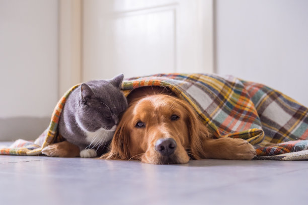 纯血猎犬