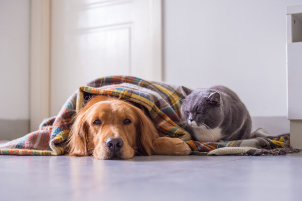 纯血猎犬