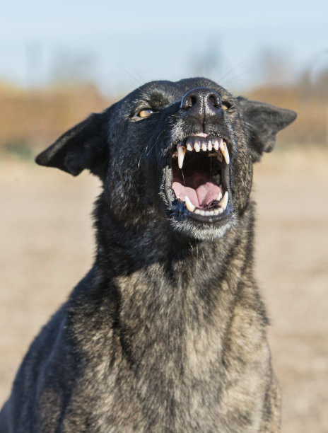 警犬