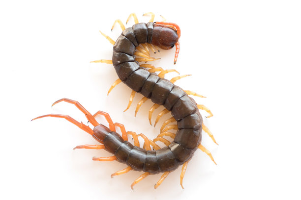危险的巨型蜈蚣孤立在白色背景上蝎子蝎子常见的印度蜈蚣牙齿的特写