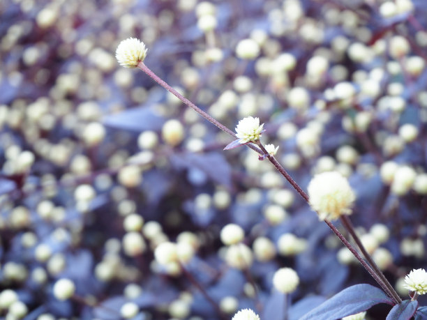 矢车菊