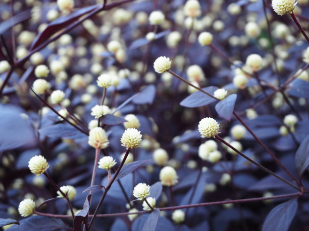 矢车菊