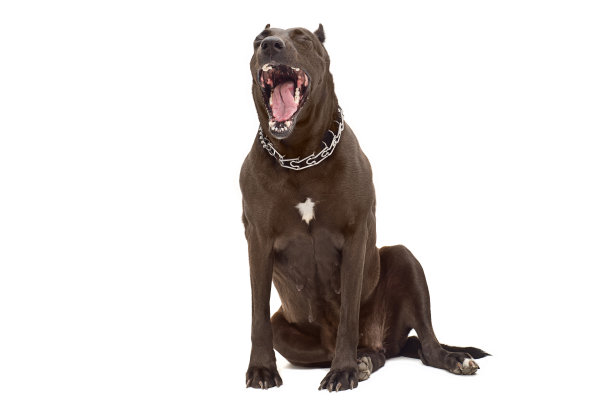 梗犬