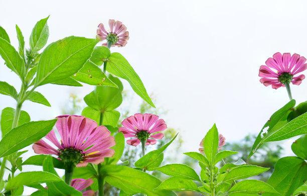 鱼尾菊