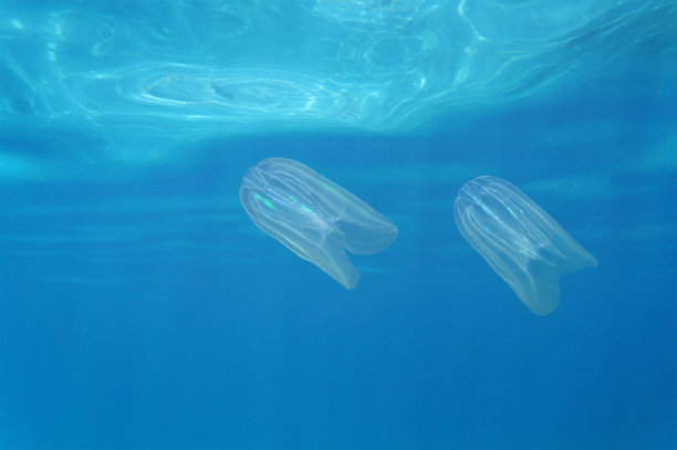 生物发光