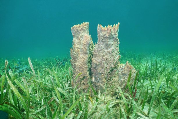 桶状海绵