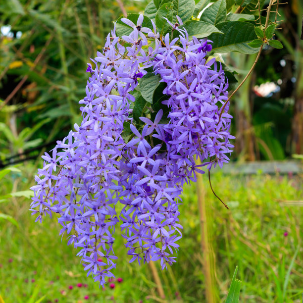 蓝花藤