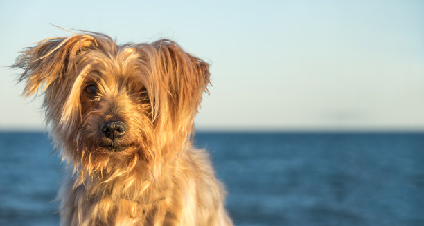 梗犬