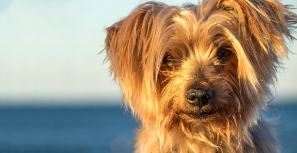 梗犬