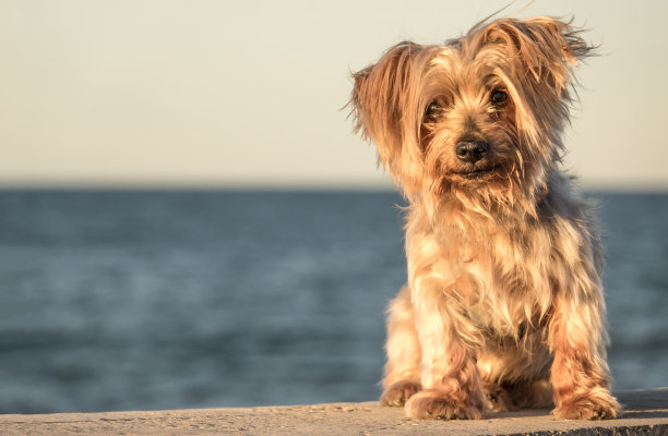 梗犬