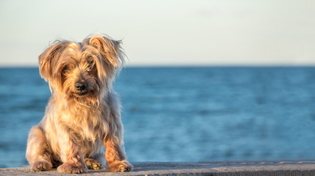 梗犬