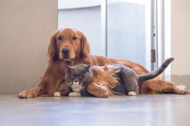 纯血猎犬